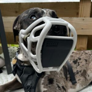 Muzzle Movement - Scavenger Guard